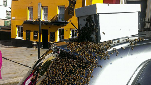 bees